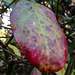20221027 1893CPw [D~LIP] Pfaffenhütchen (Euonymus 'Red Cascade'), Bad Salzuflen