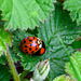 Harlequin Ladybirds mating DTZ 2988