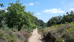 Wahner Heide