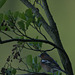 Pinson des arbres