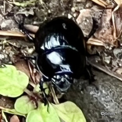 Imagery from the Dunearn Burn walk 24-08-2025