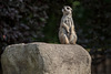 20150911 8869VRAw [D~HF] Erdmännchen (Suricata suricatta), Tierpark, Herford