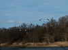 canards colverts mâles et femelles