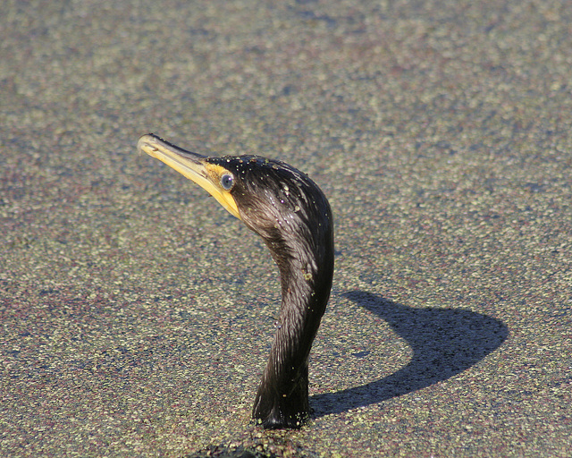 cormoran cormoran