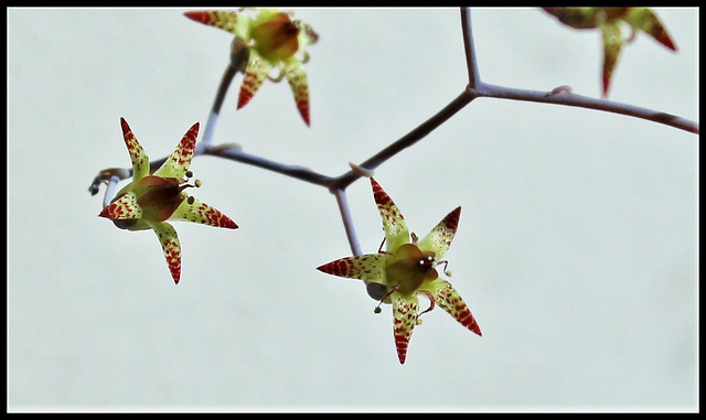 Graptopetalum superbum (1)