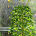 Interesting plant