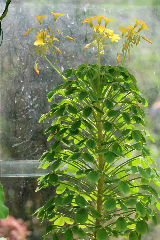 Interesting plant