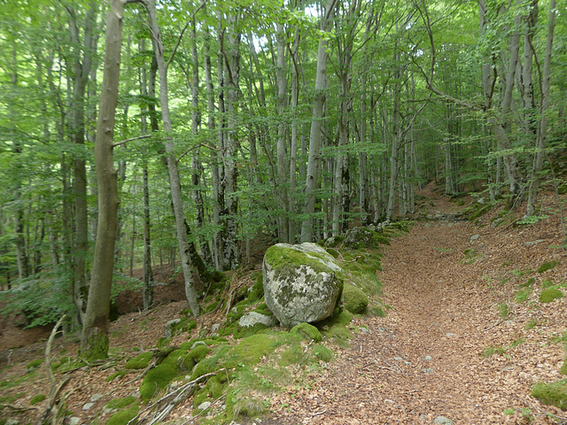 20180818 Rando solo Col de l'Hombre (Cevennes) (84) al