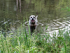 Branco in the pond