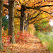 Autumn Path...