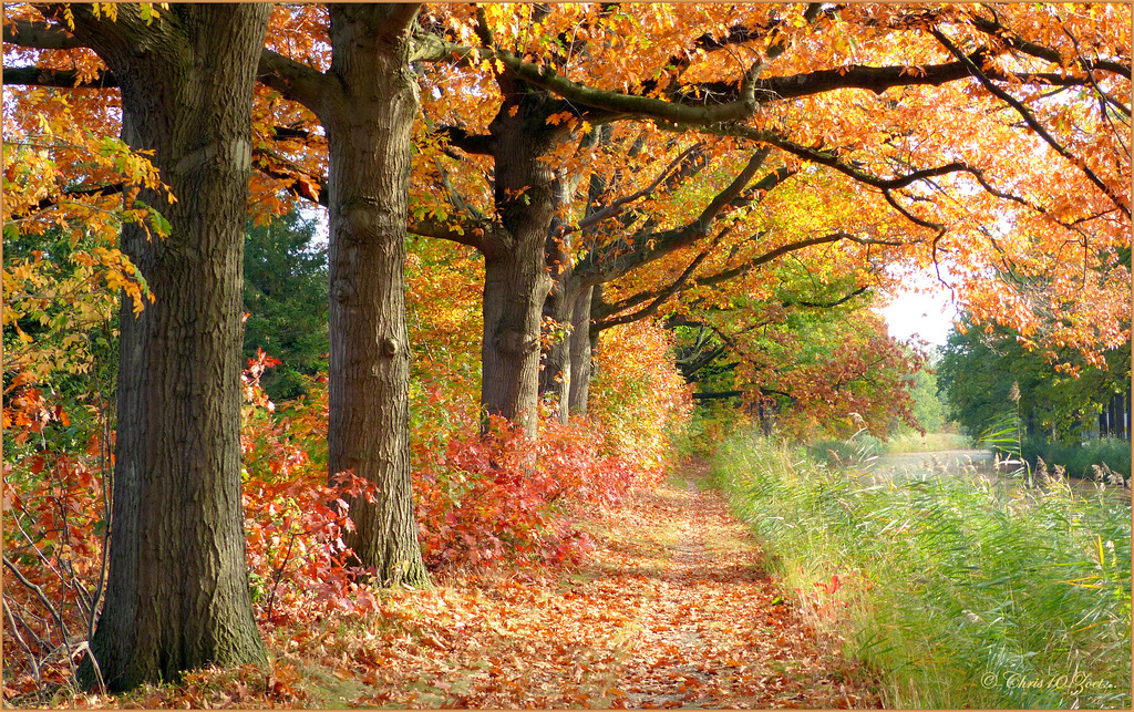 Autumn Path...