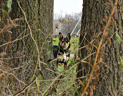 Maggie playing 'hide and seek'.