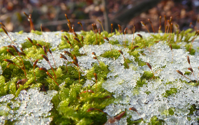 Moos und Schneekristalle auf einem Baumstamm