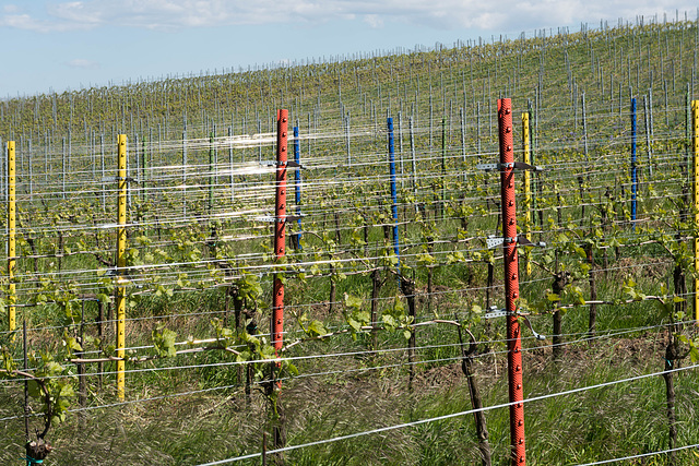 etwas Farbe im Weinberg