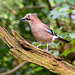 Jay, Eastham Woods