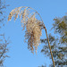 20200408 7141CPw [D~MI] Schilf (Phragmites australis), Großes Torfmoor, Hille