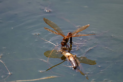 Brown hawker