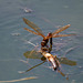 Brown hawker