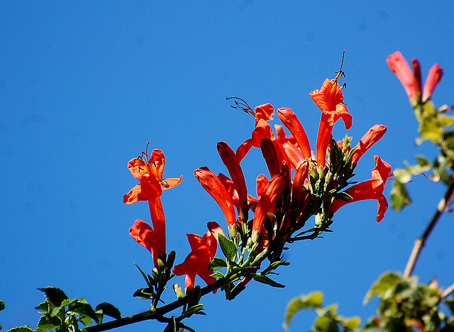 Humming bird flower