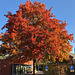 DE - Bergisch-Gladbach - Herbstfarben