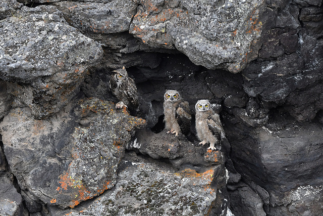 Great Horned Owls, Diamond Craters AWP 9319a