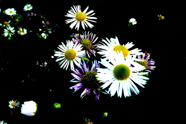 Daisies in Darkness