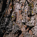 20221027 1894CPw [D~LIP] Harztropfen, Fichte, Bad Salzuflen