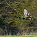 Mallard in Flight DTZ 2099-Enhanced-NR