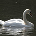 EF7A0137-CR2 DxO DeepPRIME -2Swan