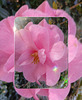 Photo de la première fleur de Camélia,  de cette année.