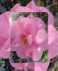 Photo de la première fleur de Camélia,  de cette année.
