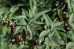 Buddleja x weyeriana 'Sungold', Buddleia jaune (2)