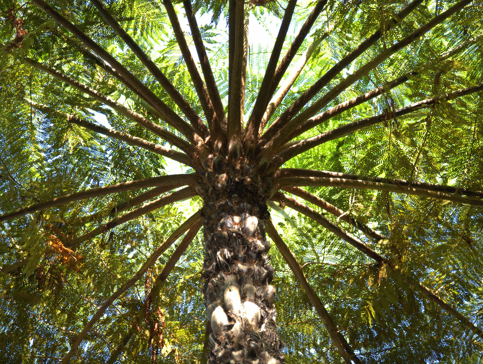 Cairns Botanic Gardens