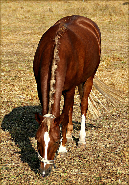 Ein Pferd auf der Koppel