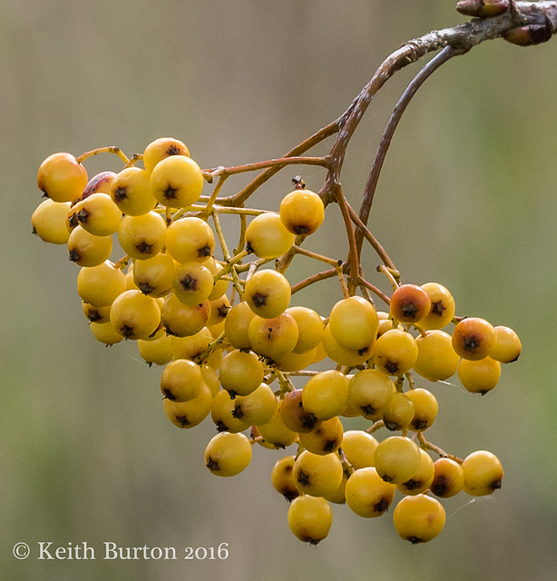 Berries