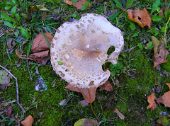 Champignon