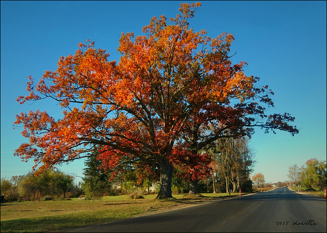 My favorite oak tree