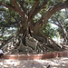 Buenos Aires, Giant Ficus in the Park of San Martin de Tours