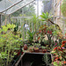 The conservatory
