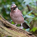 Jay, Eastham Woods33