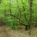 Auf dem Rückweg nach Bad Neuenahr