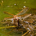 Brown hawker