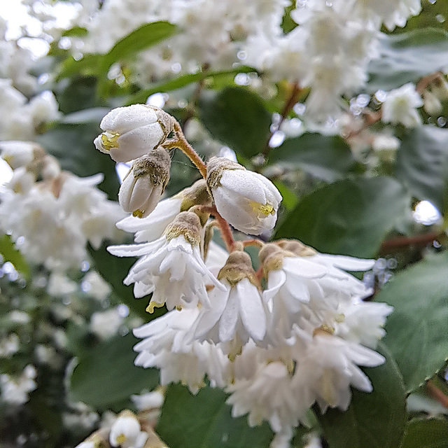 Raue Deutzie (Deutzia scabra)