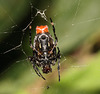 IMG 7256 Spider