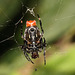 IMG 7256 Spider