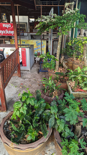 Banc et plantes assorties