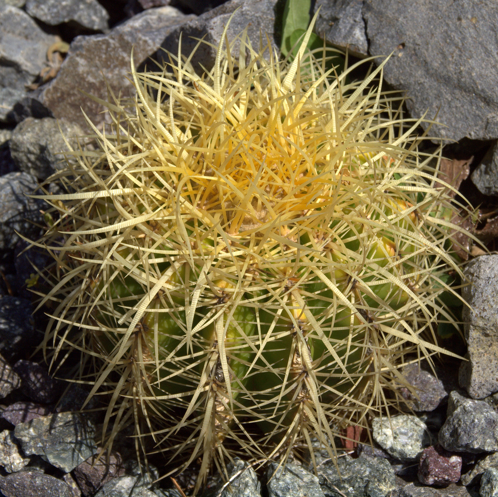 Slightly Prickly