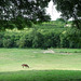 Prairies de la Vaucouleurs à Montchauvet - Yvelines