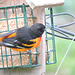 Baltimore Orioles