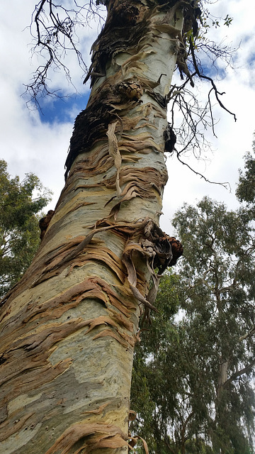 Hazelwood Park tree